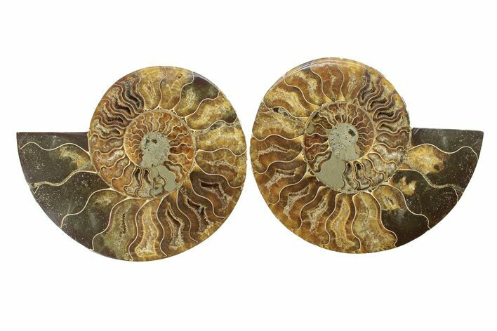 Cut & Polished, Agatized Ammonite Fossil - Madagascar #270270